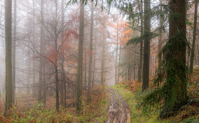 Muddy forest road in fog