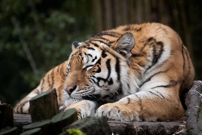 Tiger sleeping on logs