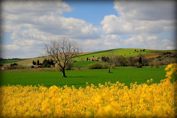 Yellow flower field with rolling green hills and trees