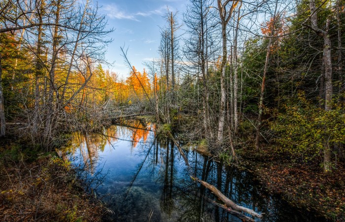 Autumn forest with a calm river reflecting trees