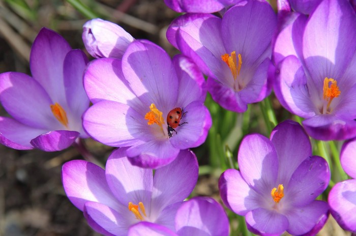 Purple crocuses with a ladybug
