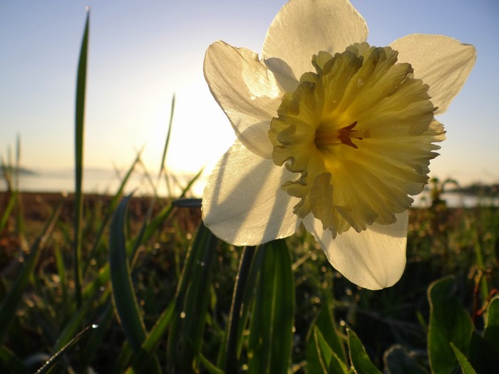 Close-up of a white and yellow daffodil at sunrise