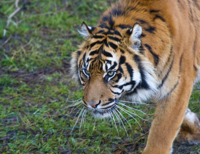 Tiger walking on grass