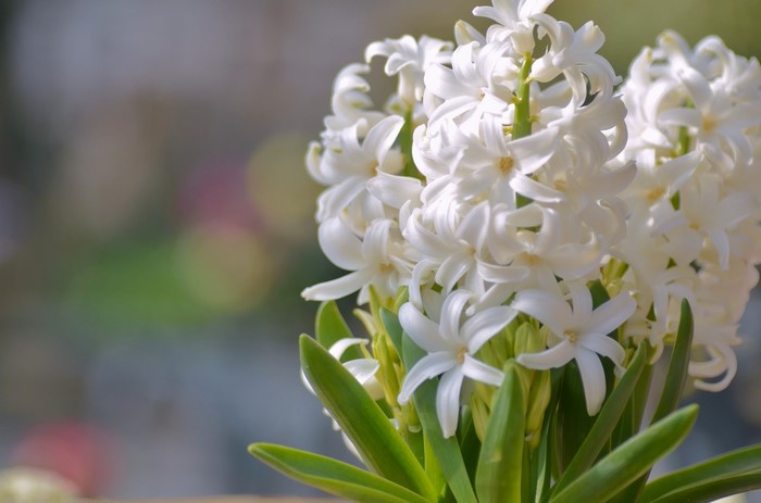White Hyacinths