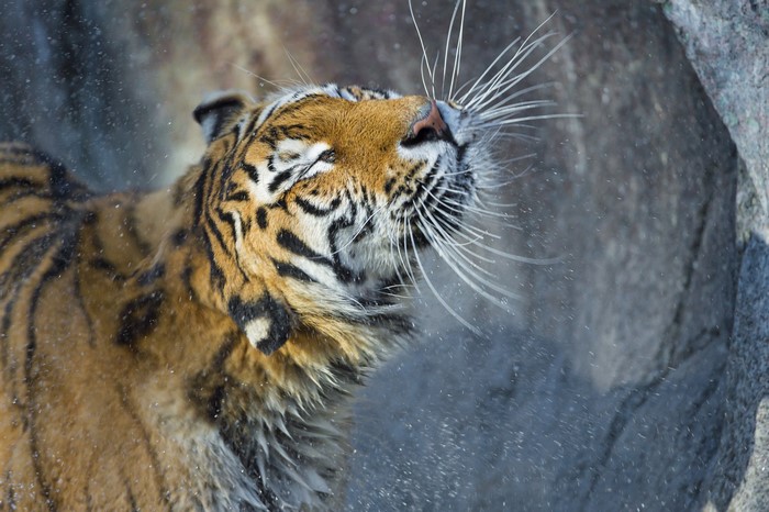 Tiger shaking water off its face