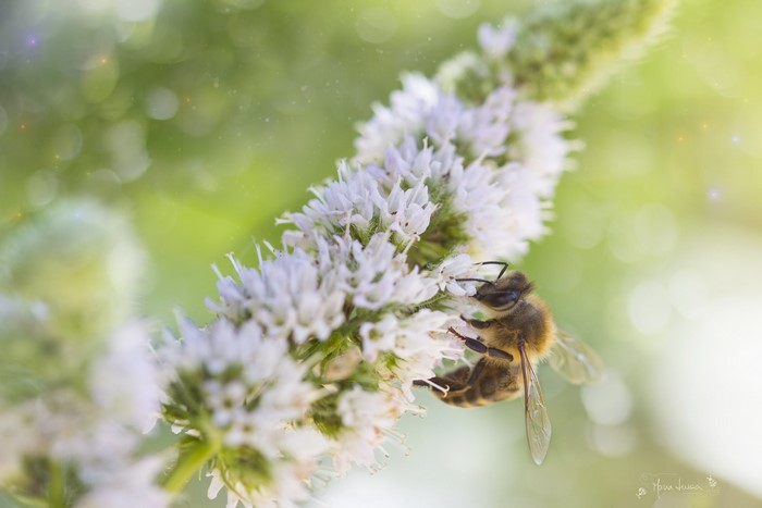 Bee on a white flower