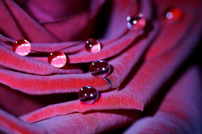 Close-up of red rose petals with water drops