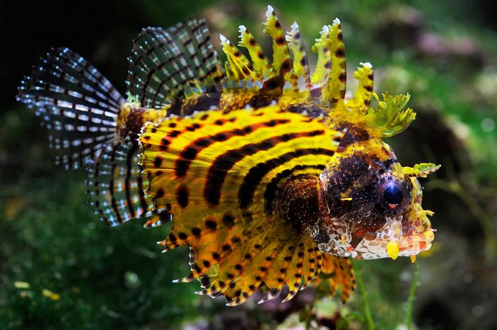 A Pterois Lionfish with Yellow and Black Stripes