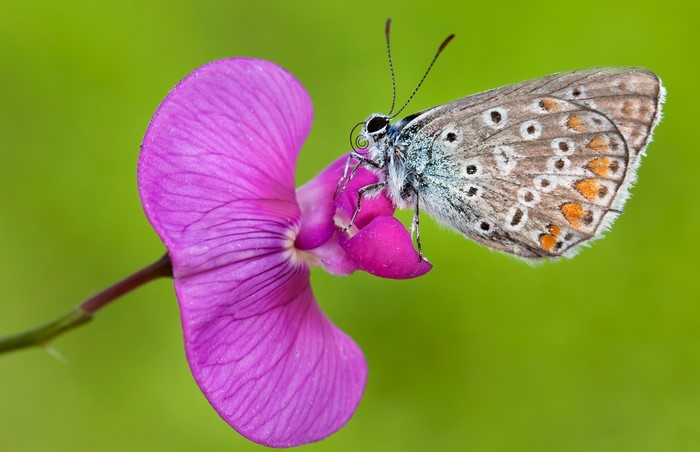 Butterfly on a purple flower