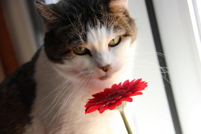 Cat sniffing a red gerbera flower