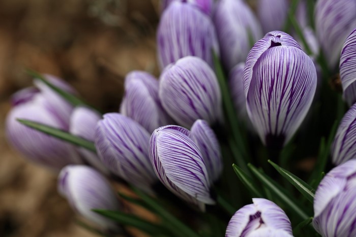 Purple and white striped crocuses in bloom
