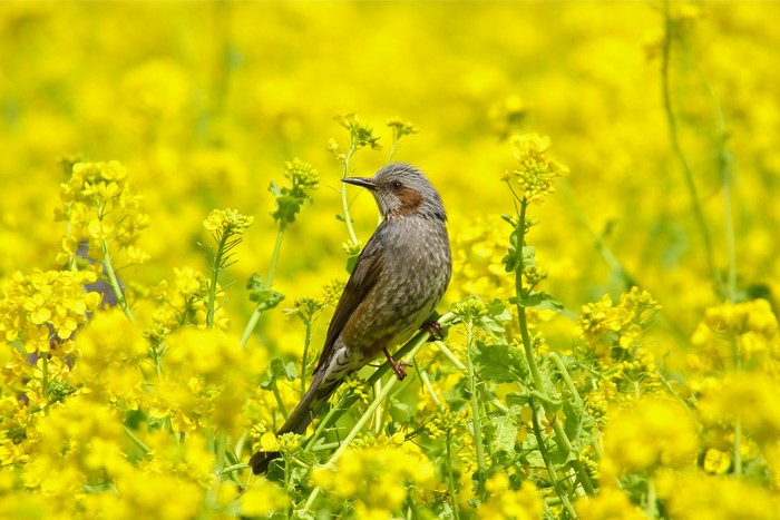 Brown-eared bulbul perched on a flowering plant
