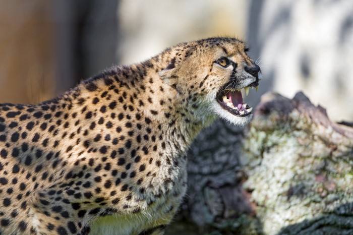 Cheetah Roaring with Open Mouth
