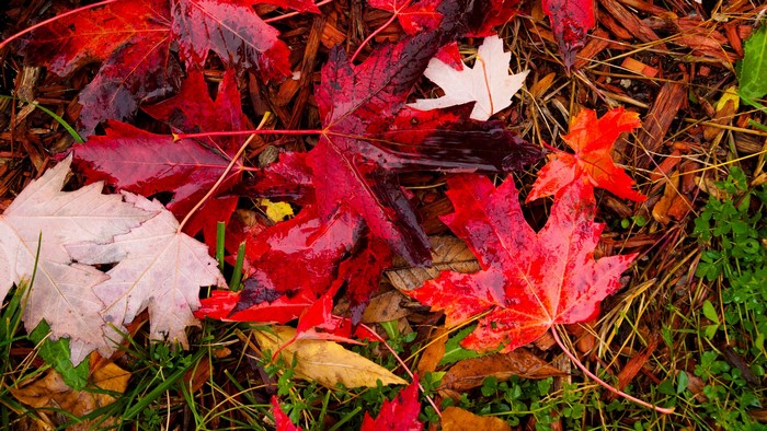 Wet Autumn Maple Leaves on the Ground