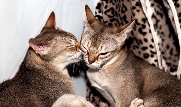 4K Singapura Cats