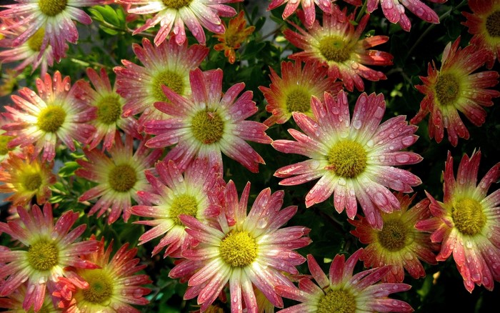 Pink and yellow chrysanthemums with water droplets