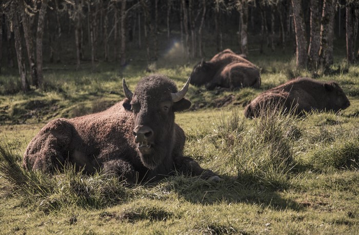 American Bison resting in a grassy field