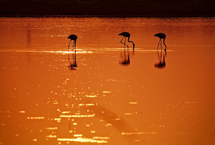 Flamingos wading in shallow water at sunset