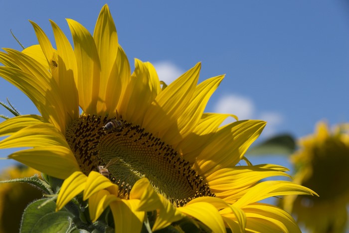 Close-up of a sunflower with bees