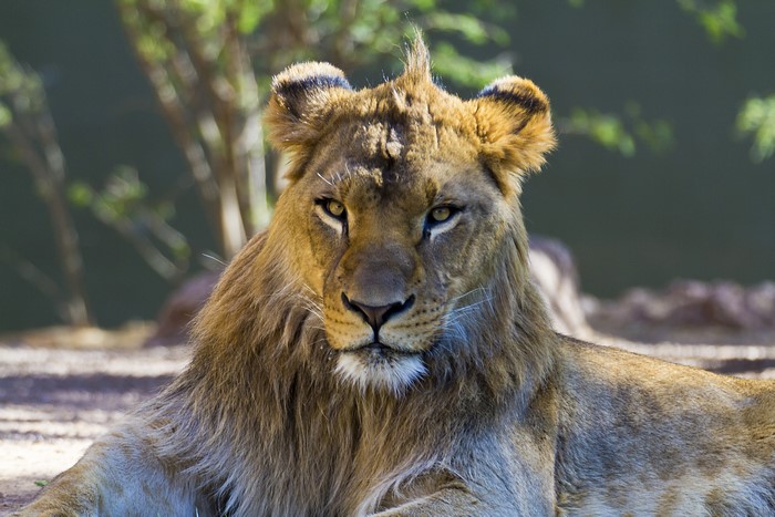 A lion rests on the ground