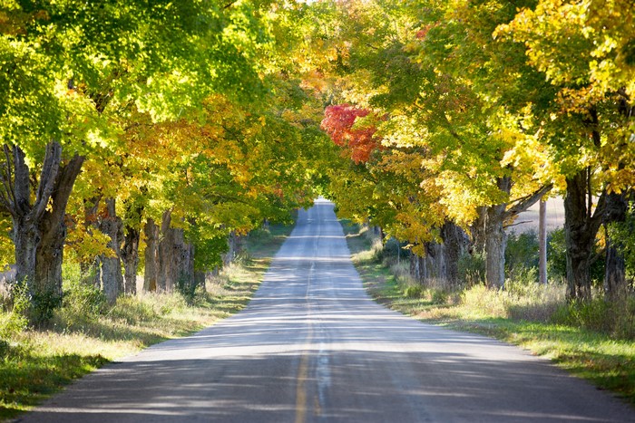 Road lined with autumn trees