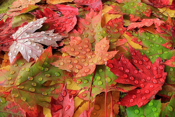 Autumn leaves with water drops