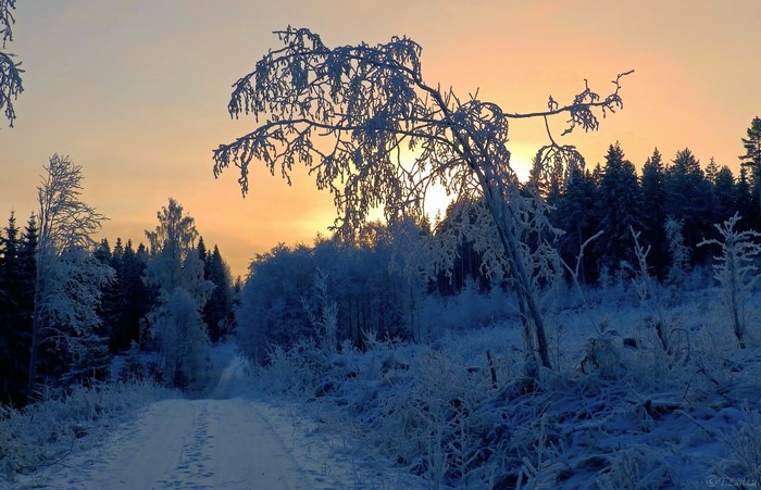 Winter road through a frosted forest at sunset