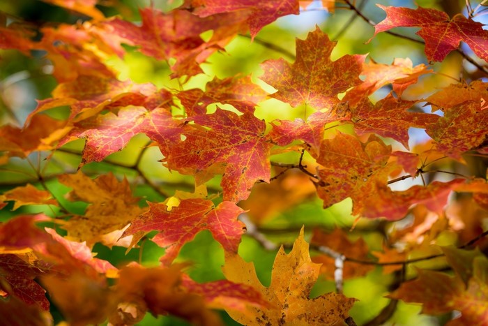 Autumn maple leaves on branches