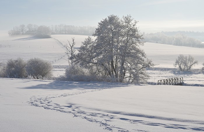 Winter landscape with snow-covered trees and footprints