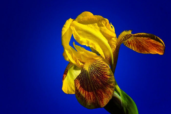 Yellow Iris Flower Against Blue Background