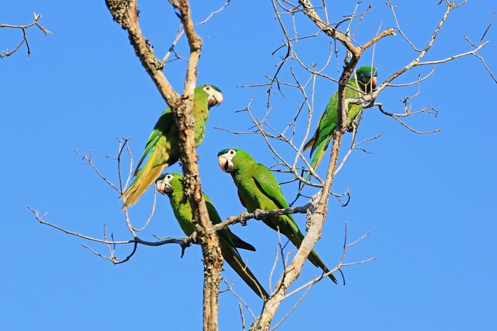 Four green parrots perched on bare tree branches against a blue sky