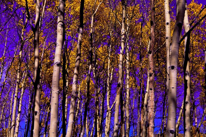 Aspen trees with yellow leaves and purple sky