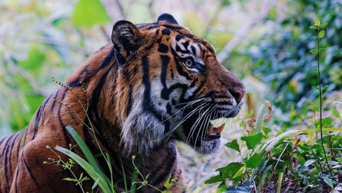 Tiger in green foliage