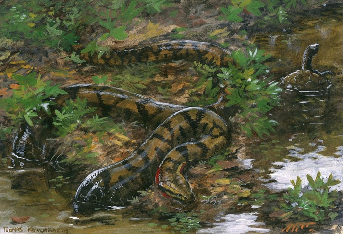 Titanoboa and turtle in ancient swamp by Tuomas Koivurinne