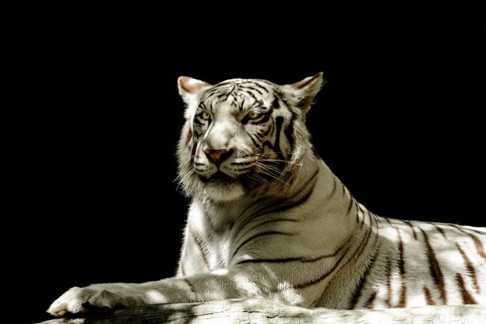 White tiger lying down against a black background