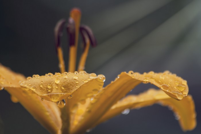 Yellow lily with water drops