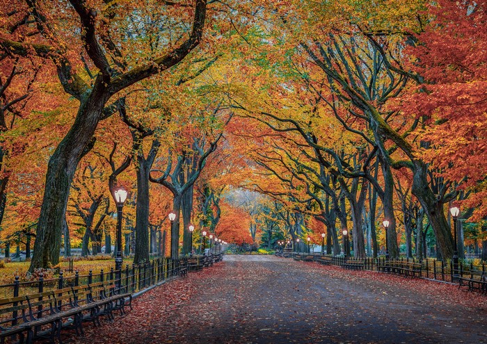 Central Park, New York City in Autumn