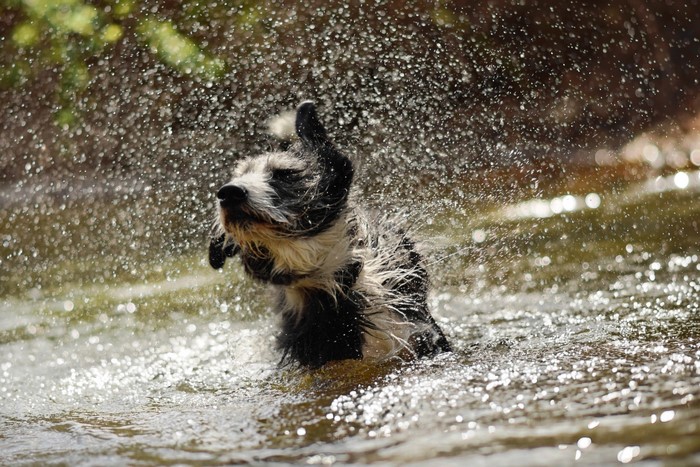 Dog shaking water off in a body of water