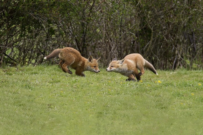 Two young foxes running on grass