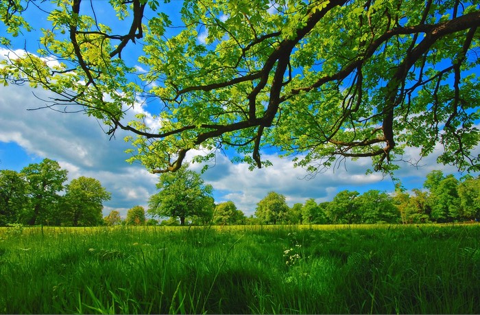 Green trees and grass under a blue sky