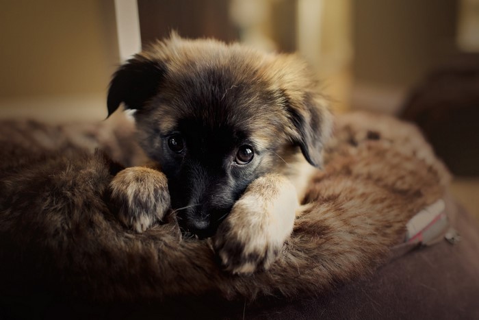 Fluffy German Shepherd puppy resting on a brown blanket