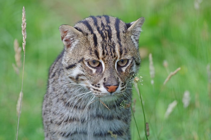 Fishing cat in tall grass