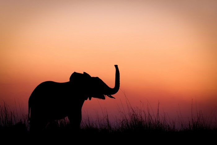 Silhouette of an elephant at sunset