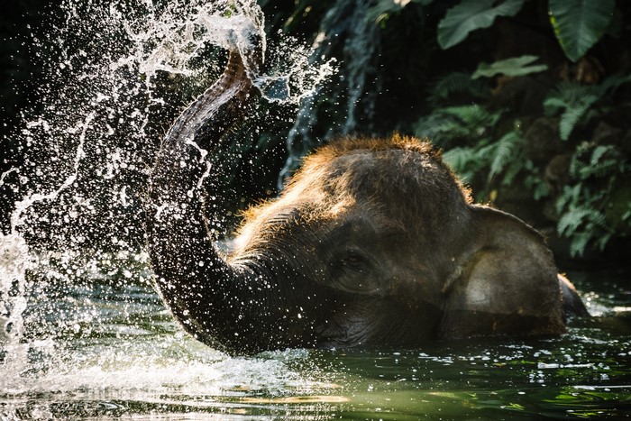 Elephant splashing water in a river