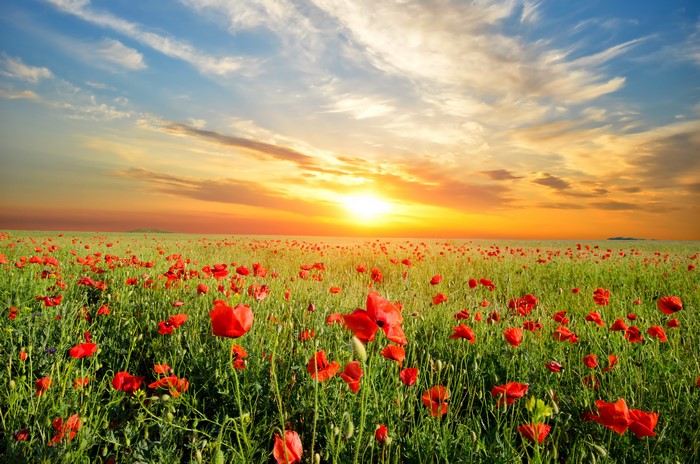 Field of Poppies at Sunset