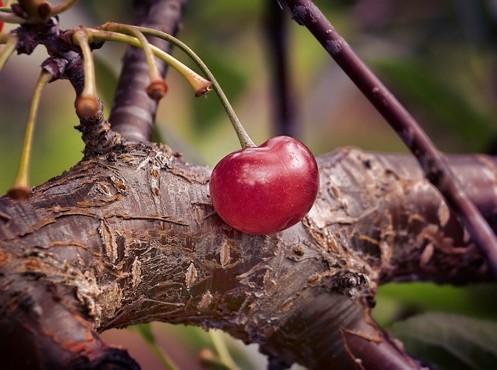 Single cherry on a tree branch