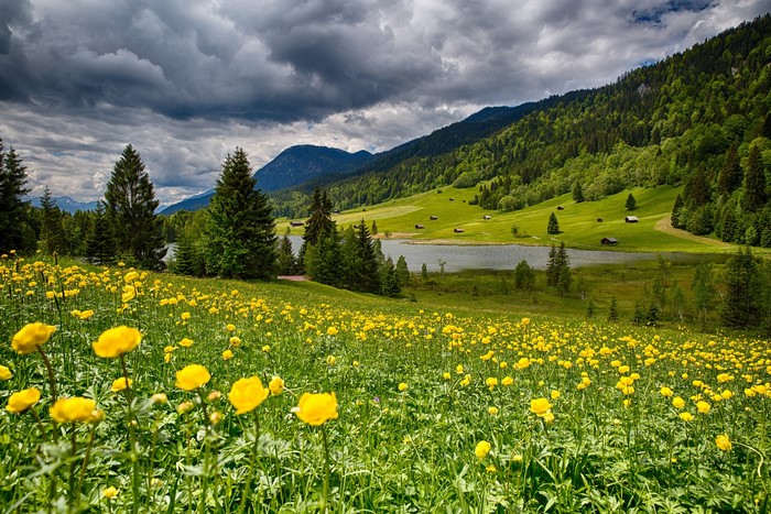 Meadow with yellow flowers and lake in Bavarian Alps