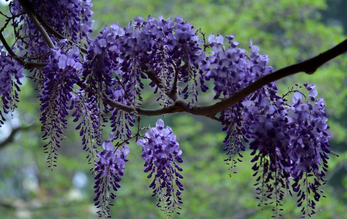 Purple Wisteria flowers hanging from branches