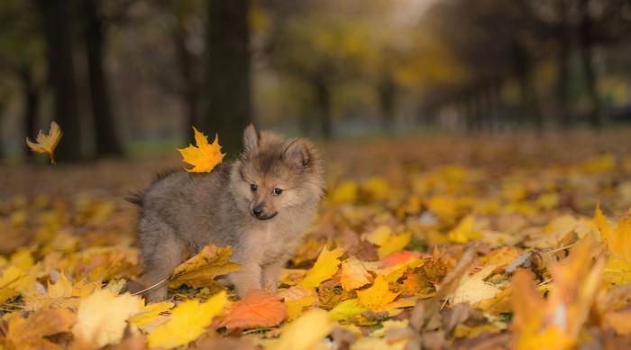 Fluffy Pomeranian puppy in autumn leaves