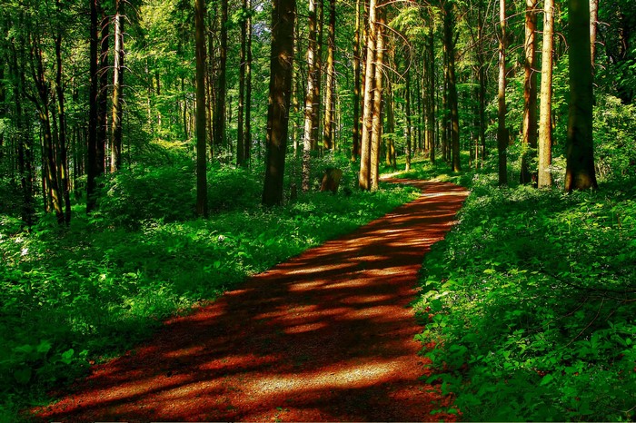 A forest path with sunlight filtering through trees